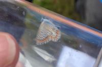 Polyommatus icarus