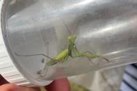 Mantis religiosa
