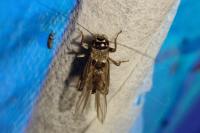 Eumodicogryllus bordigalensis
