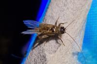 Eumodicogryllus bordigalensis
