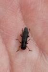Phytoecia cylindrica
