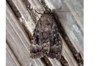 Amphipyra pyramidea