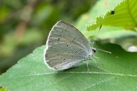 Celastrina argiolus