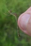Lestes barbarus