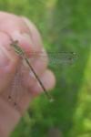 Lestes barbarus