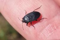 Aellopus atratus
