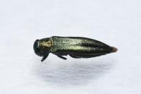 Agrilus viridis