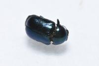 Cryptocephalus violaceus