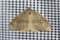 Operophtera brumata
