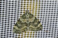 Chloroclysta miata