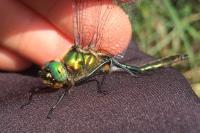 Paratalanta hyalinalis