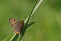Lestes dryas