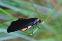 Apatura iris