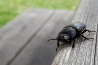 Pseudochorthippus parallelus parallelus