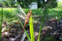 Ephippiger diurnus diurnus