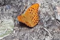 Hoplodrina ambigua