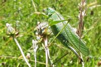 Bicolorana bicolor