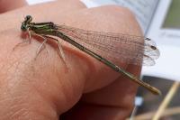 Paromalus parallelepipedus