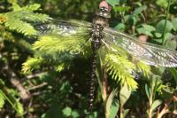 Hydropsyche
