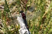 Glischrochilus quadrisignatus