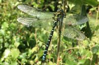 Aeshna affinis