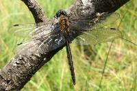 Euchorthippus declivus