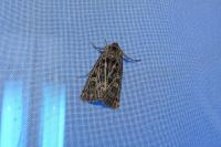 Glaucopsyche alexis