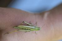 Celypha striana