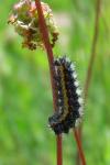 Coenonympha pamphilus