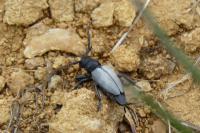 Colostygia pectinataria