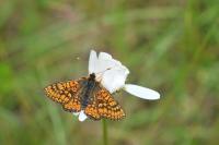 Ochlodes sylvanus