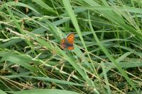 Coenonympha pamphilus