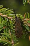 Macroglossum stellatarum