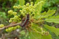 Euclidia glyphica
