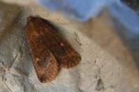 Araschnia levana