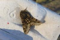 Salpingus ruficollis