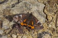 Ematurga atomaria