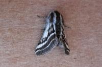 Melitaea diamina