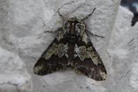 Leptidea sinapis sinapis