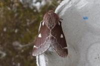 Arichanna melanaria