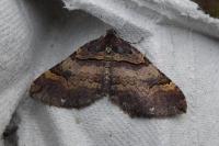 Pyronia tithonus