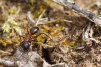 Gryllus campestris