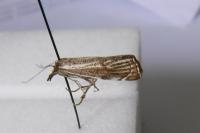 Boloria dia