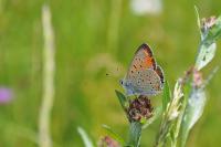 Araniella cucurbitina