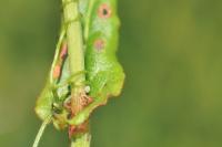 Araniella cucurbitina