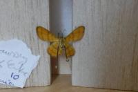 Platycleis albopunctata albopunctata