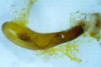 Cryptocephalus bipunctatus