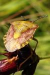 Erebia medusa