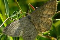 Siona lineata