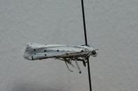 Polyommatus icarus